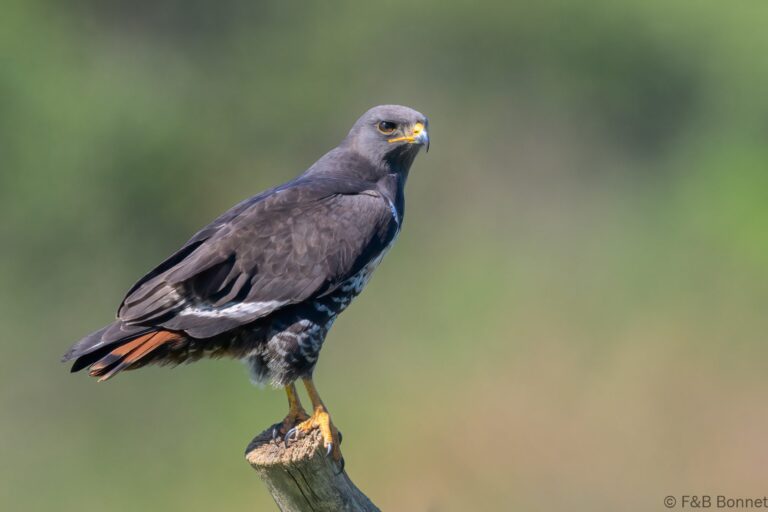 Jackal buzzard south africa 4