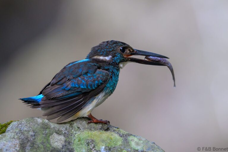 Javan blue banded kingfisher indonesia 2