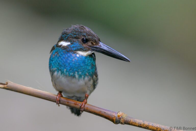 Javan blue banded kingfisher indonesia 3
