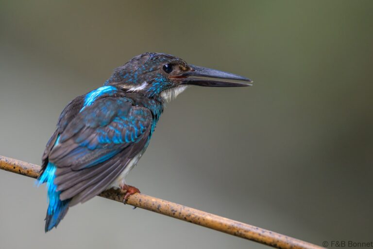 Javan blue banded kingfisher indonesia 4