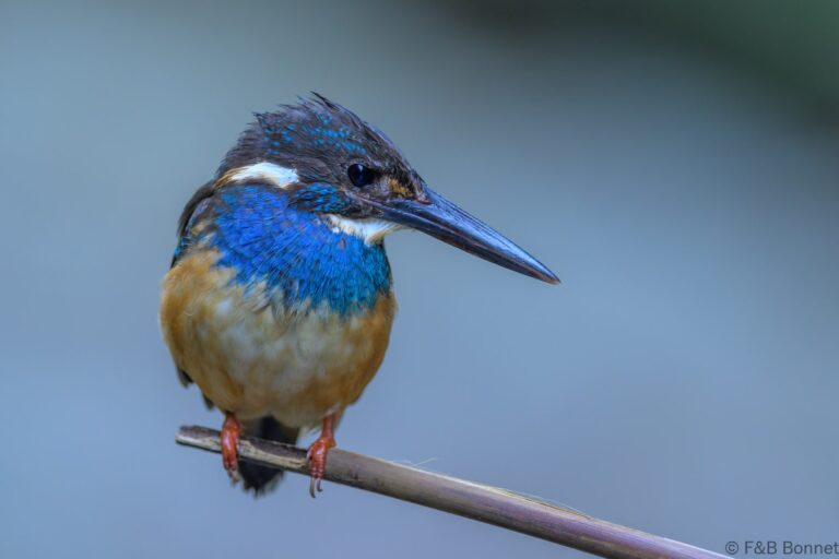 Javan blue banded kingfisher indonesia 5