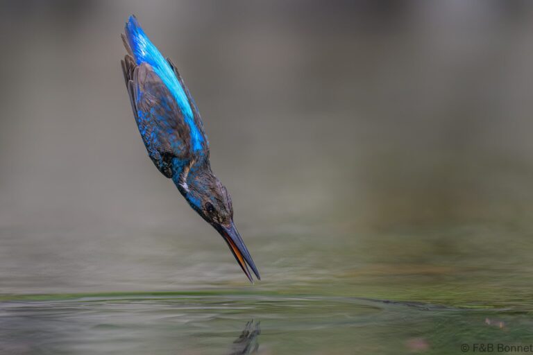 Javan blue banded kingfisher indonesia 6