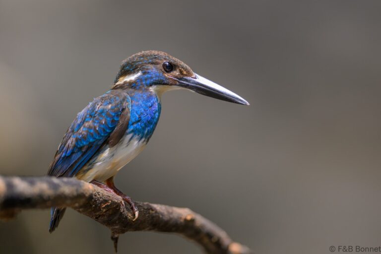 Javan blue banded kingfisher indonesia 7