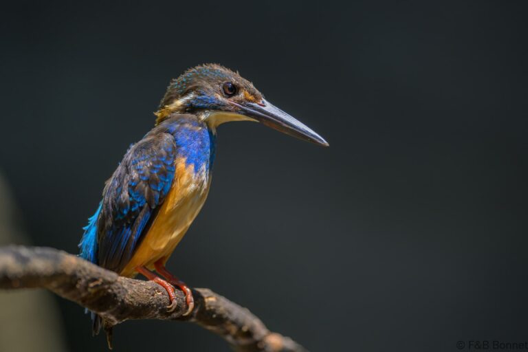 Javan blue banded kingfisher indonesia 8