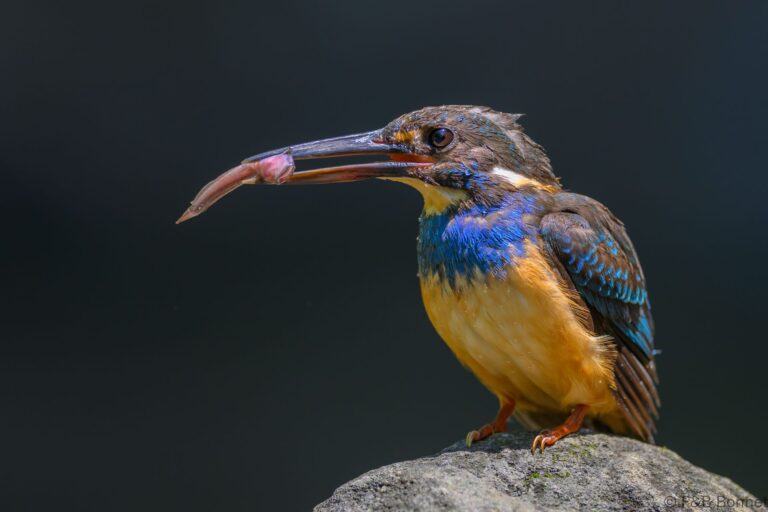 Javan blue banded kingfisher indonesia 9