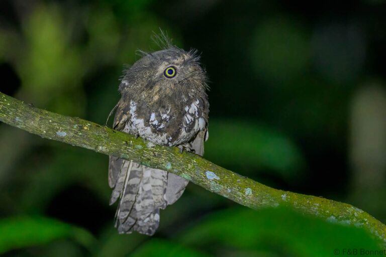 Javan frogmouth indonesia 1