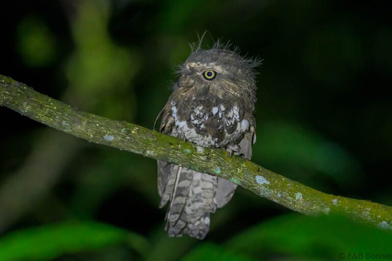 Javan frogmouth indonesia 2