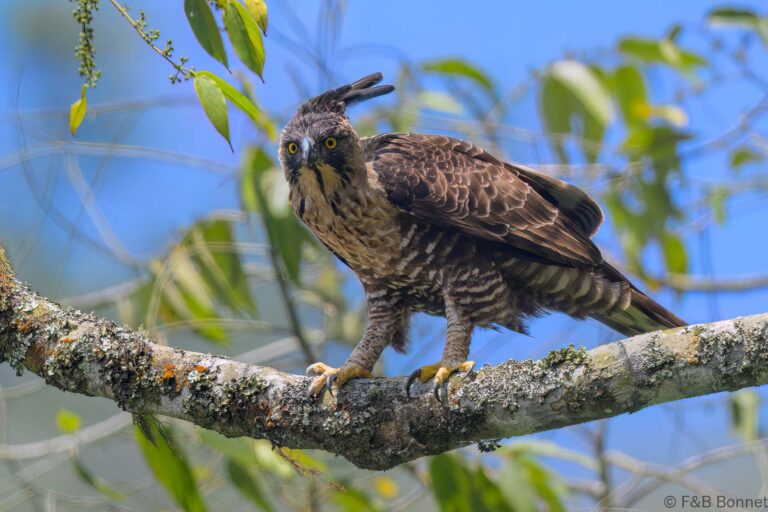 Javan hawk eagle indonesia 1