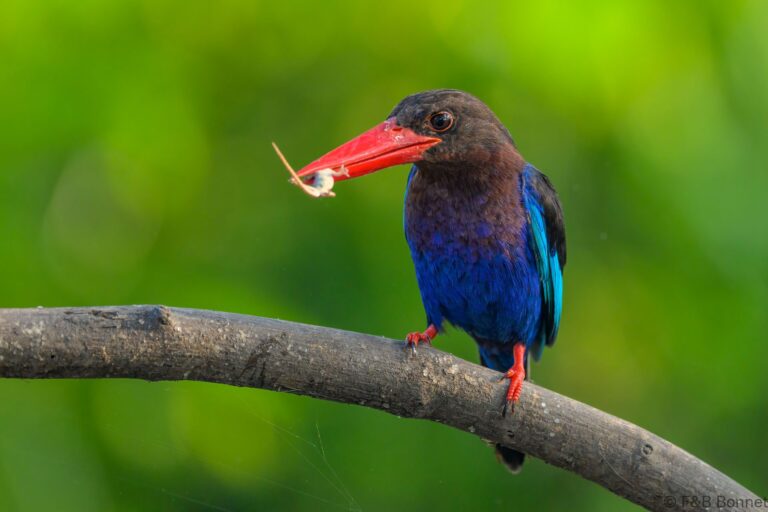 Javan kingfisher indonesia 1