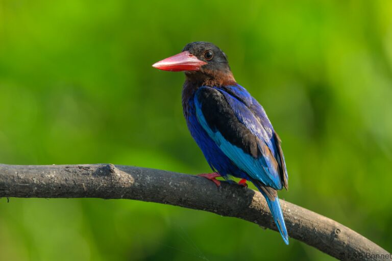 Javan kingfisher indonesia 3