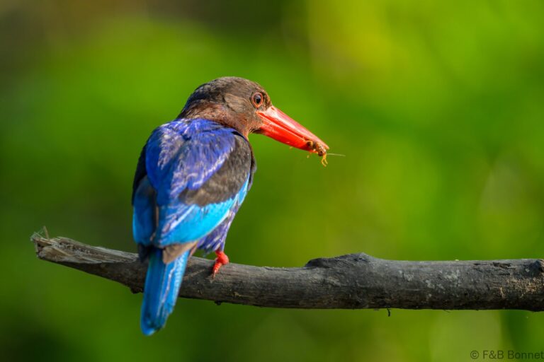 Javan kingfisher indonesia 4