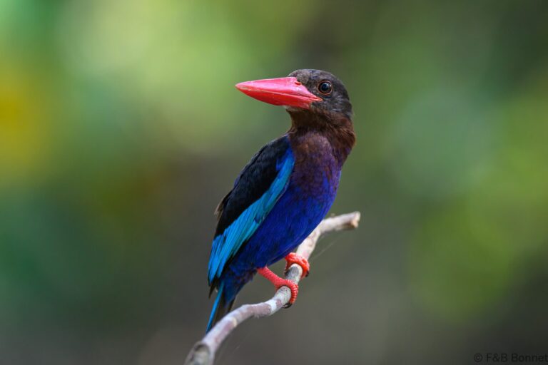 Javan kingfisher indonesia 5