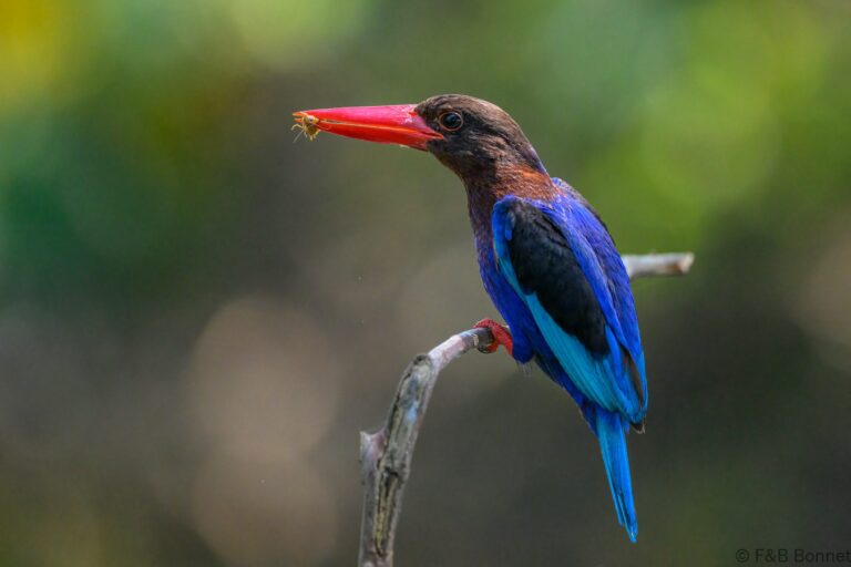 Javan kingfisher indonesia 6