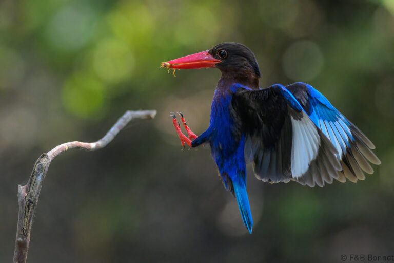 Javan kingfisher indonesia 7