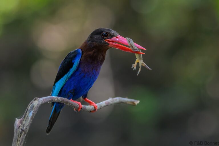 Javan kingfisher indonesia 8