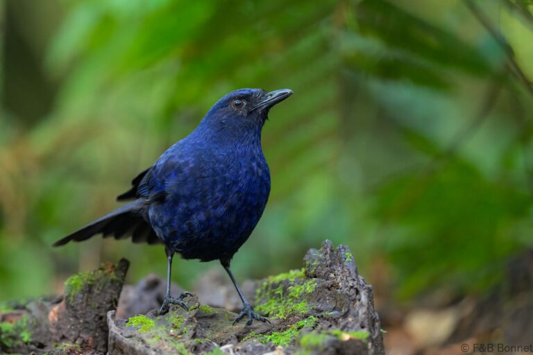 Javan whistling thrush indonesia 2