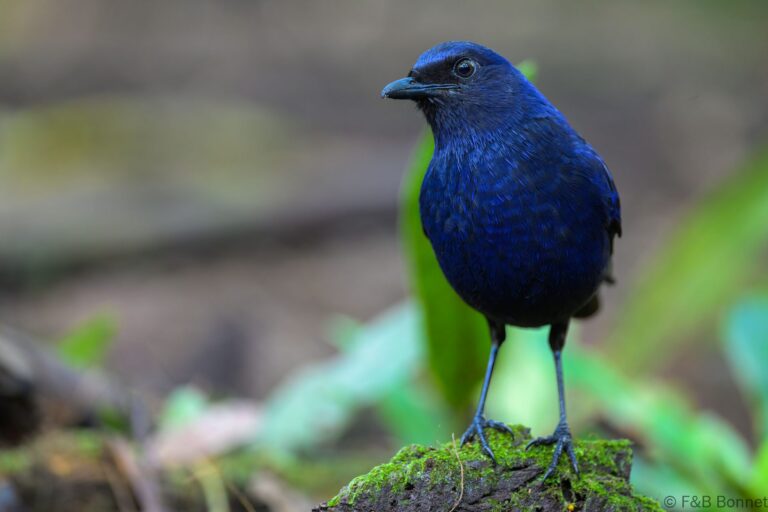 Javan whistling thrush indonesia 3