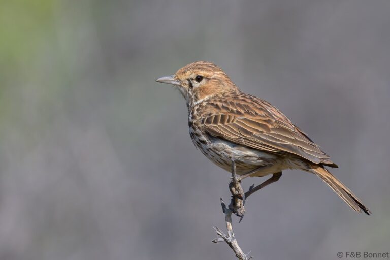Karoo lark south africa 1