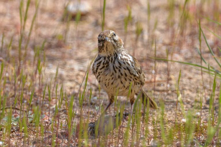Karoo lark south africa 2