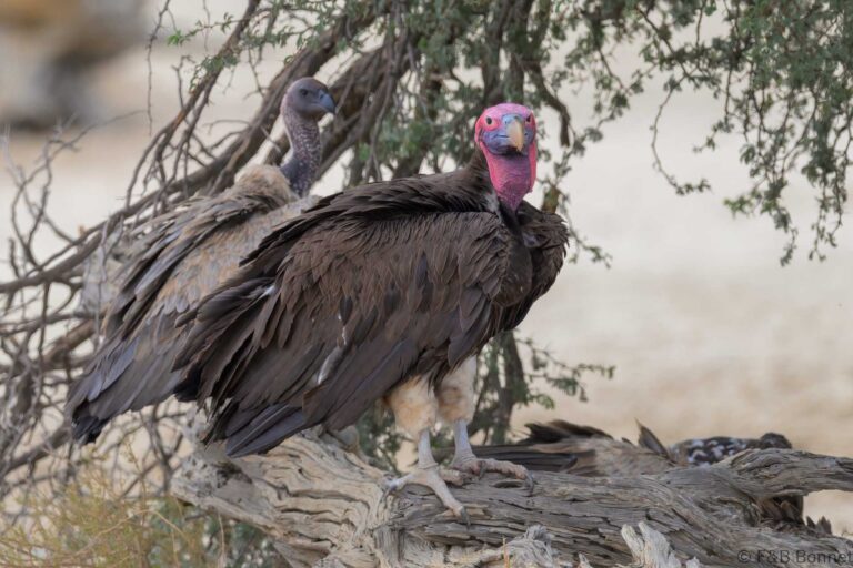 Lappet faced vulture south africa 2