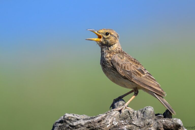 Large billed lark south africa 2