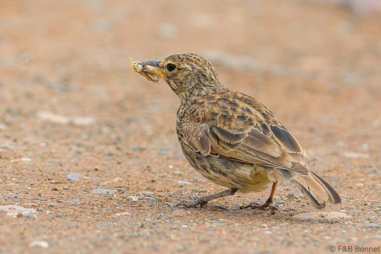 Large billed lark south africa 3