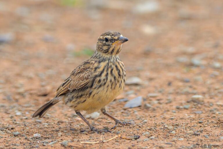 Large billed lark south africa 4