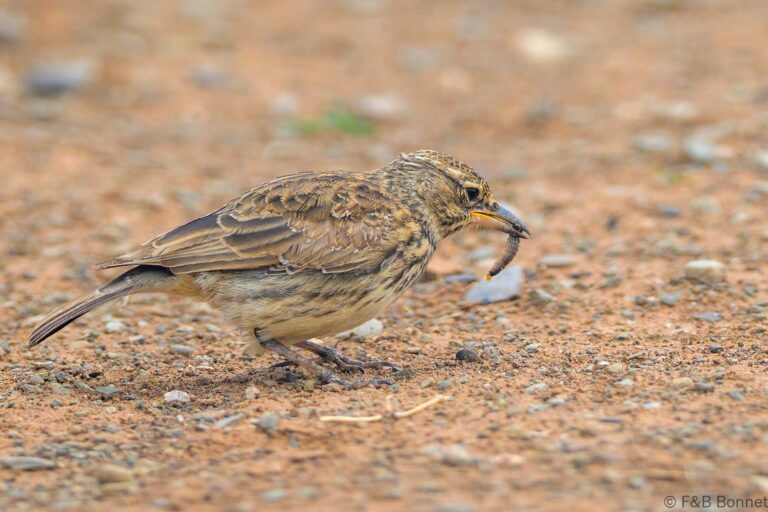 Large billed lark south africa 5
