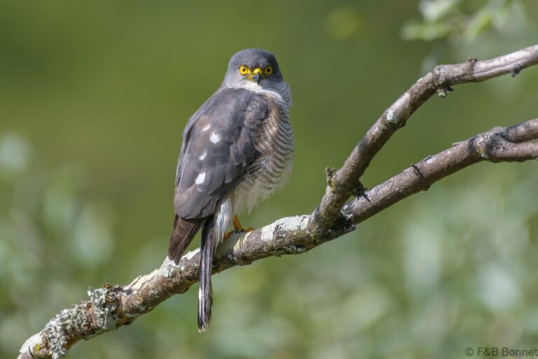 Little sparrowhawk south africa 1
