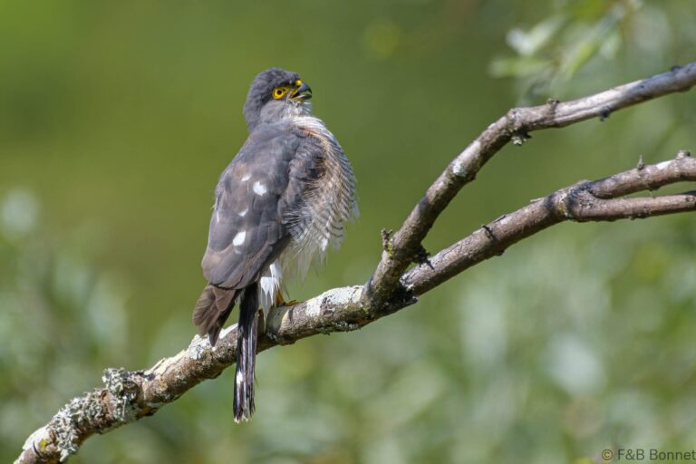 Little sparrowhawk south africa 2