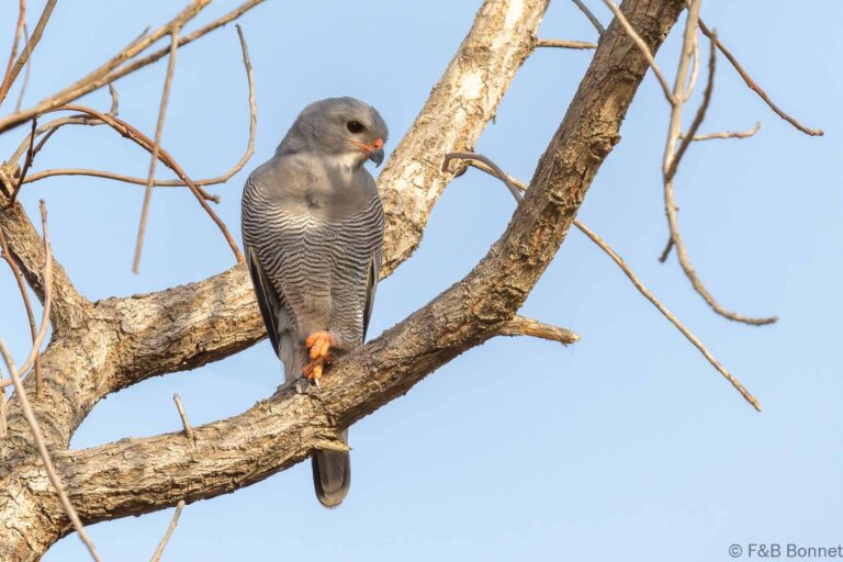 Lizard buzzard senegal 1