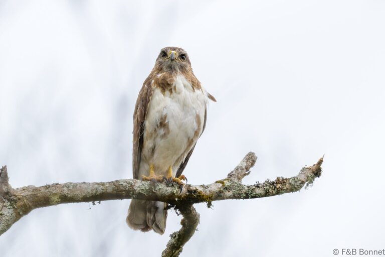Madagascar buzzard madagascar 1