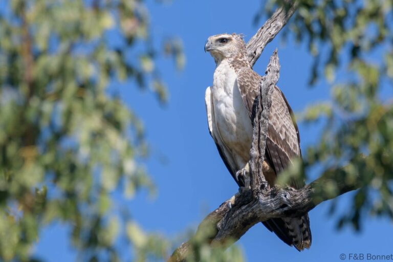 Martial eagle south africa 2