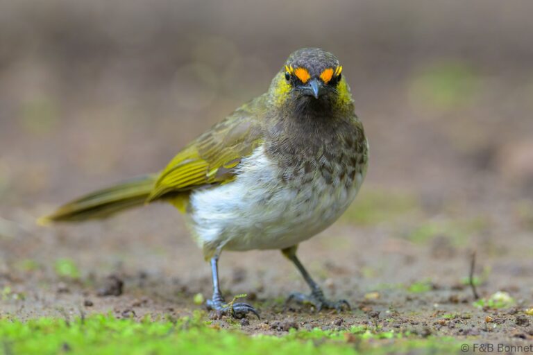 Orange spotted bulbul indonesia 1