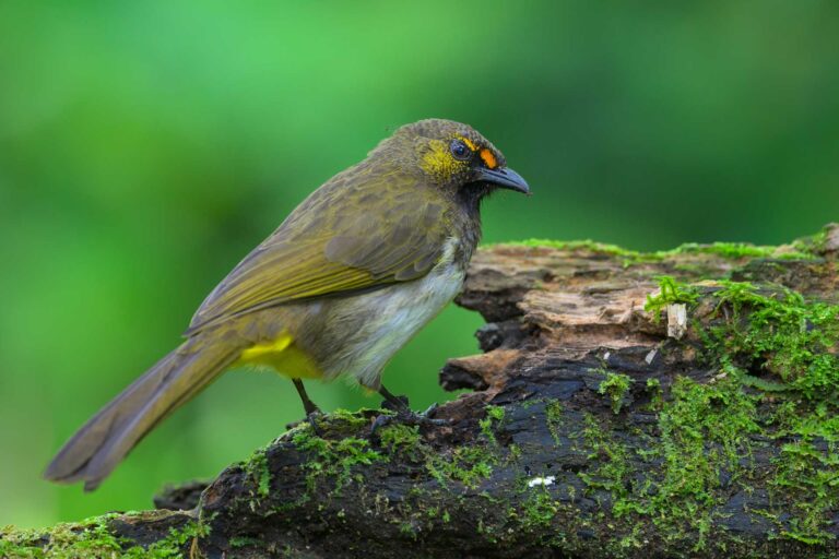 Orange spotted bulbul indonesia 3