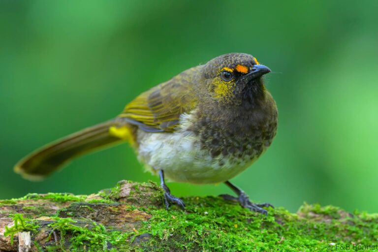 Orange spotted bulbul indonesia 4