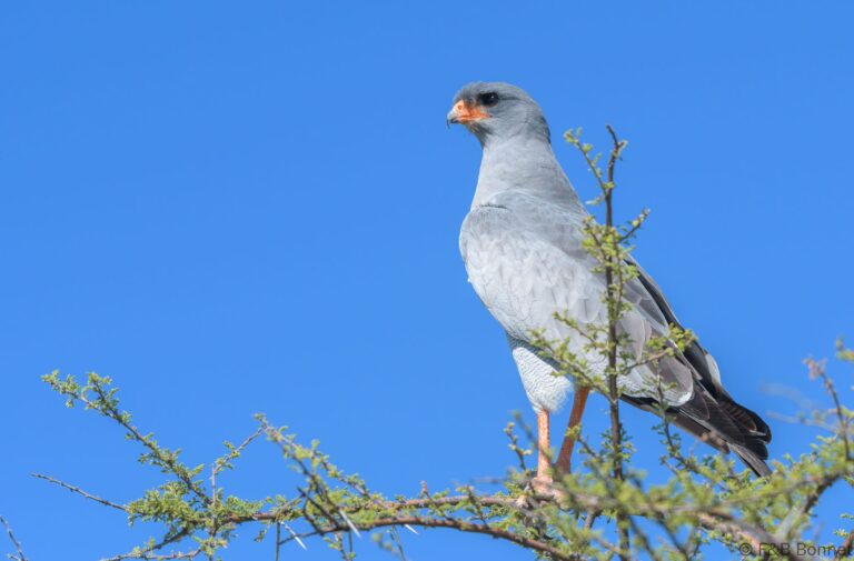 Pale chanting goshawk botswana 1