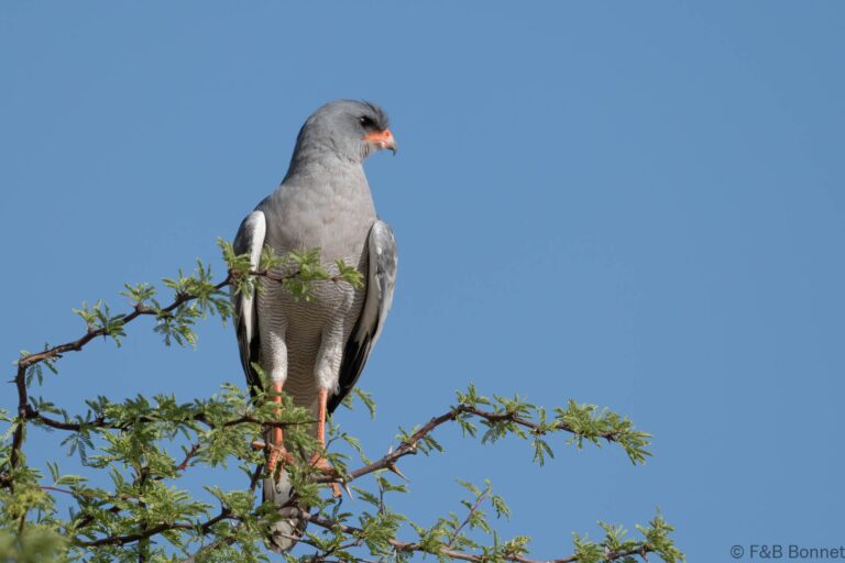 Pale chanting goshawk south africa 2