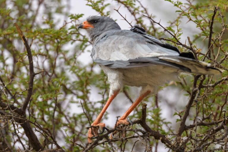 Pale chanting goshawk south africa 4