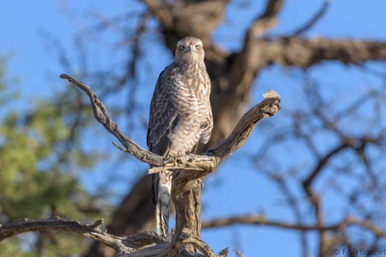 Pale chanting goshawk south africa 5