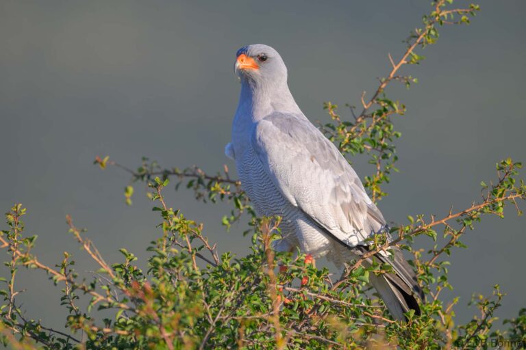 Pale chanting goshawk south africa 6