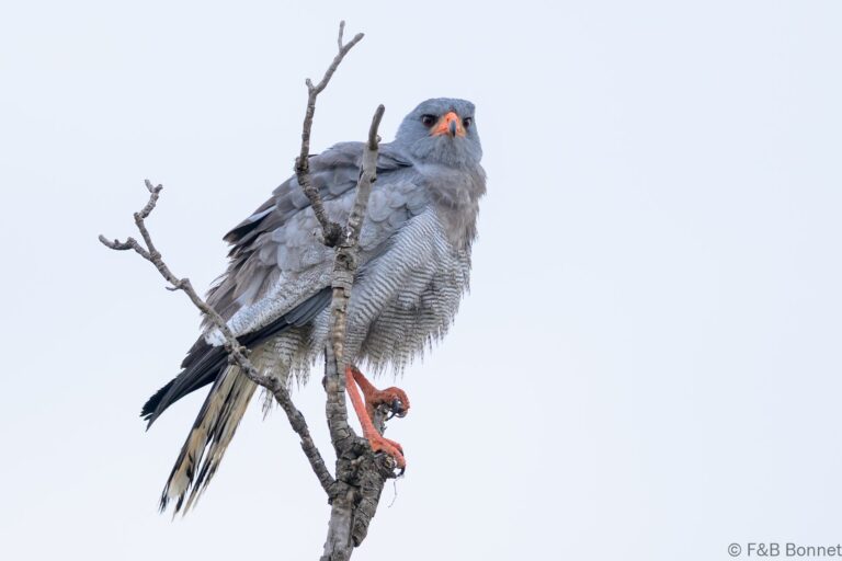 Pale chanting goshawk south africa 7