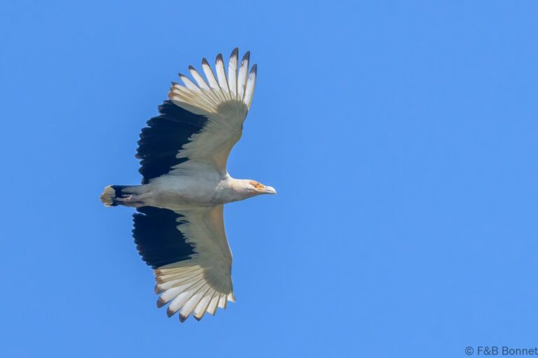 Palm nut vulture senegal 2