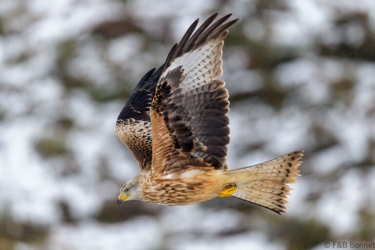 Red kite spain 1