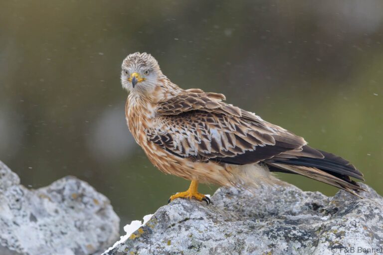 Red kite spain 2