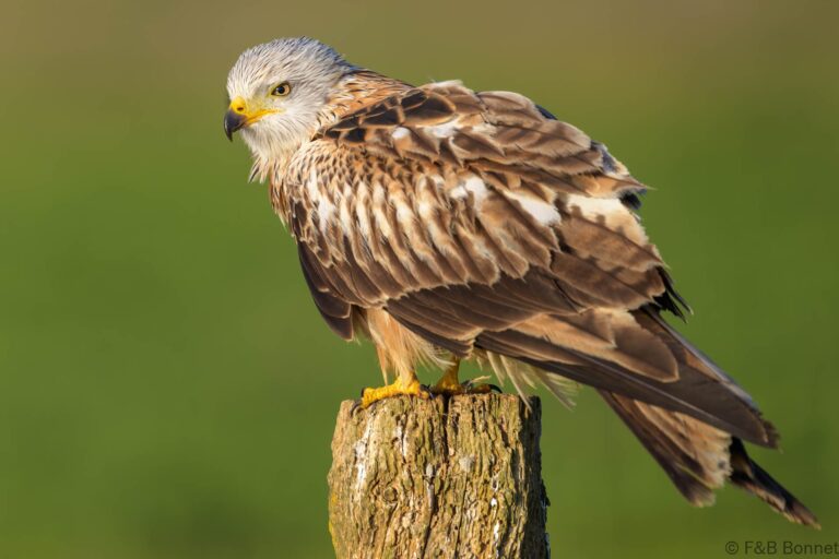 Red kite spain 3
