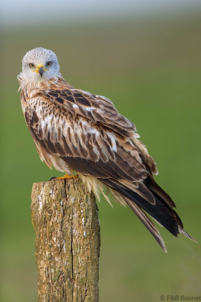 Red kite spain 4