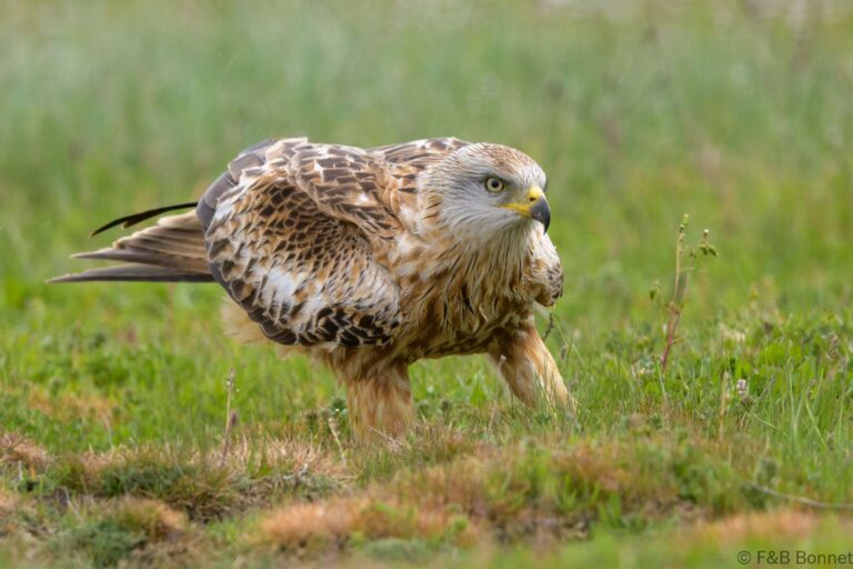 Red kite spain 5
