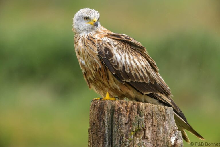 Red kite spain 6