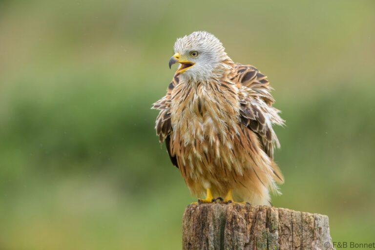 Red kite spain 7